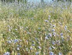 Image of Cichorium intybus subsp. intybus