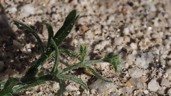 Image of bushy cryptantha