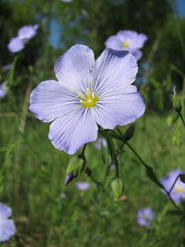 Linum komarovii Juz. resmi