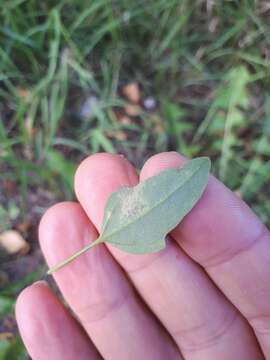 Image of Peronospora variabilis