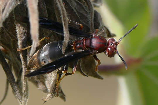 Imagem de Polistes metricus Say 1831