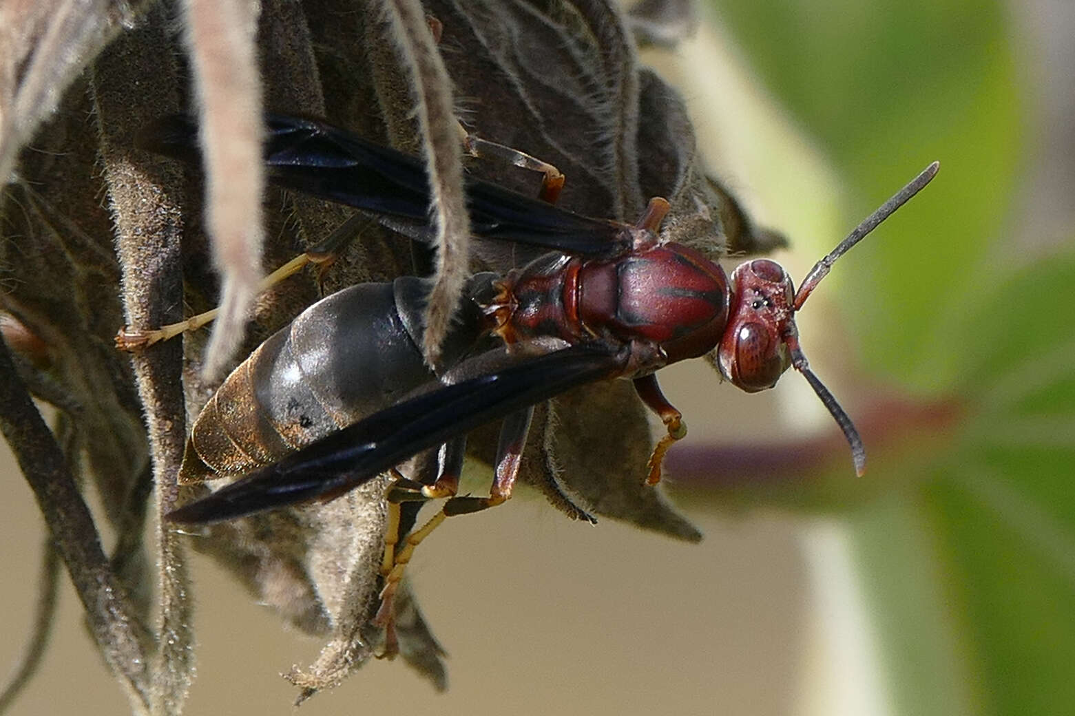 Image of Polistes metricus Say 1831