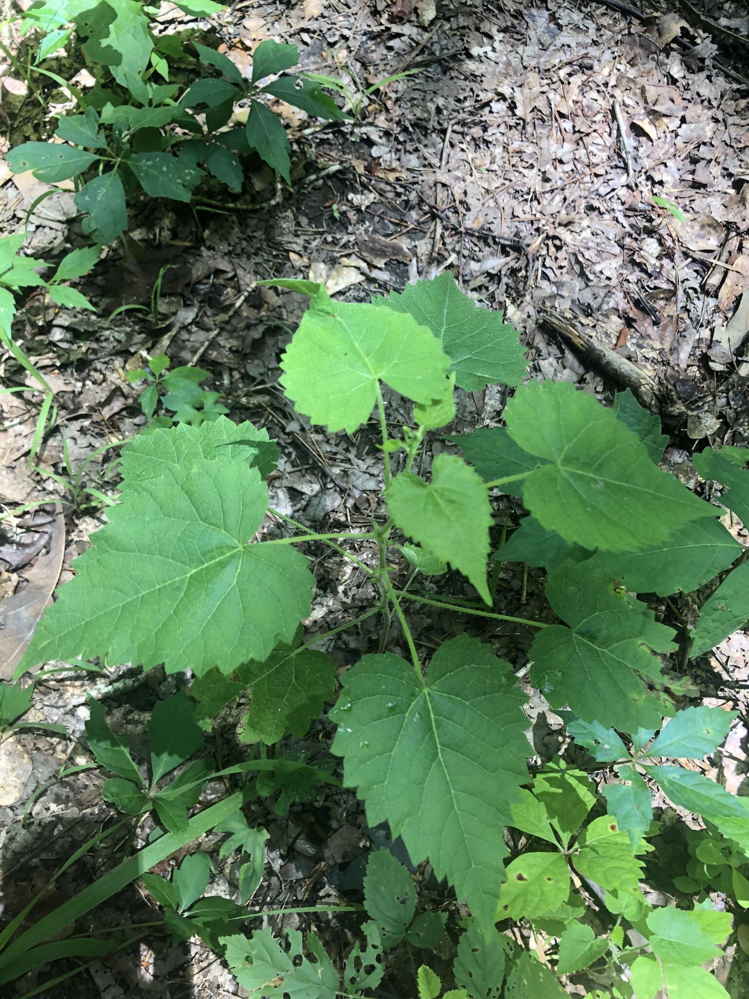 Image of heartleaf noseburn