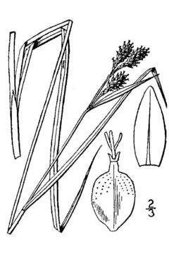 Image of scrabrous black sedge