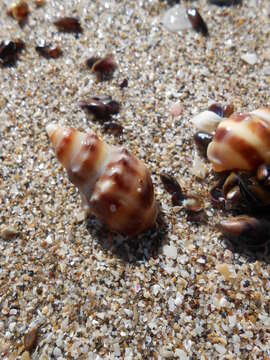 Image of Buccinanopsinae Galindo, Puillandre, Lozouet & Bouchet 2016