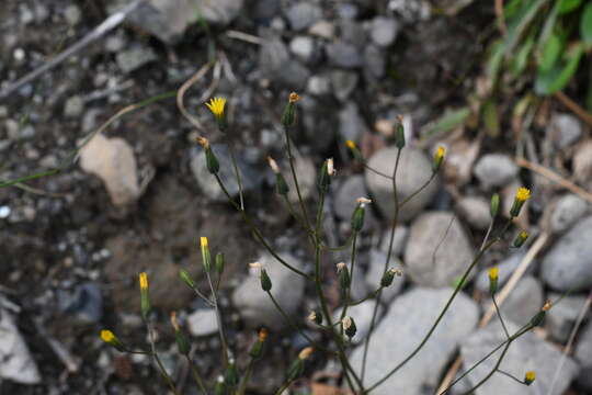 Image of Crepis multicaulis Ledeb.