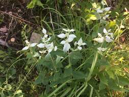 Image of Clustered Mountain-Mint