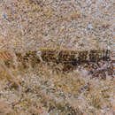 Слика од Favonigobius exquisitus Whitley 1950