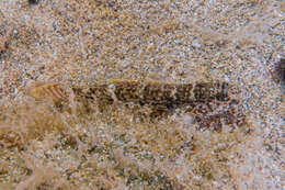 Image of Exquisite goby