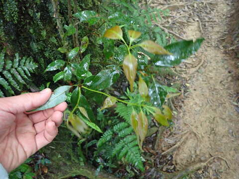 Image of Quercus longinux Hayata