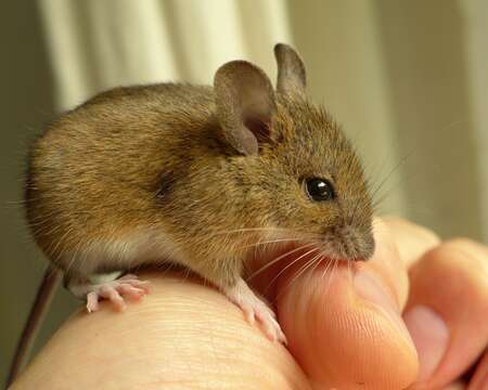 Image of Yellow-necked Field Mouse