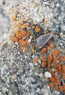 Image of sandwort orange lichen