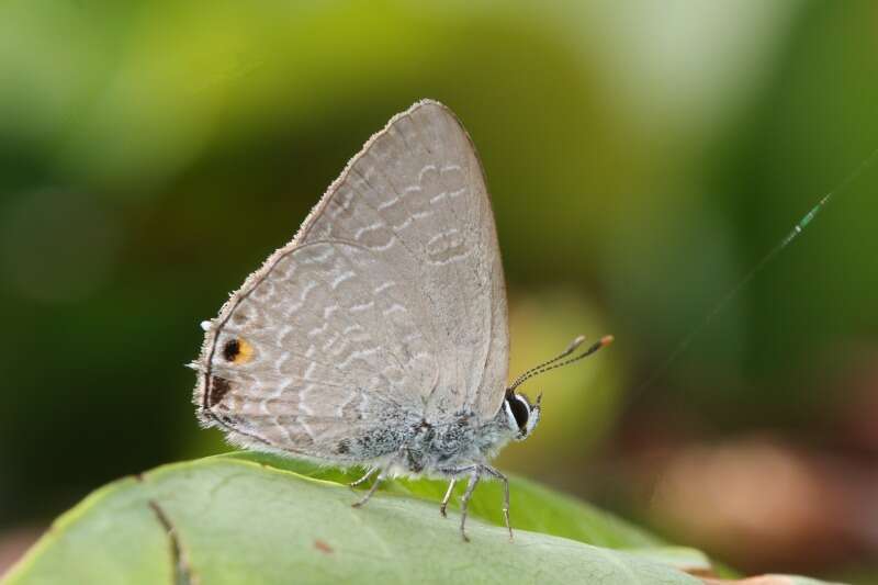 Imagem de Anthene lycaenoides (Felder 1860)