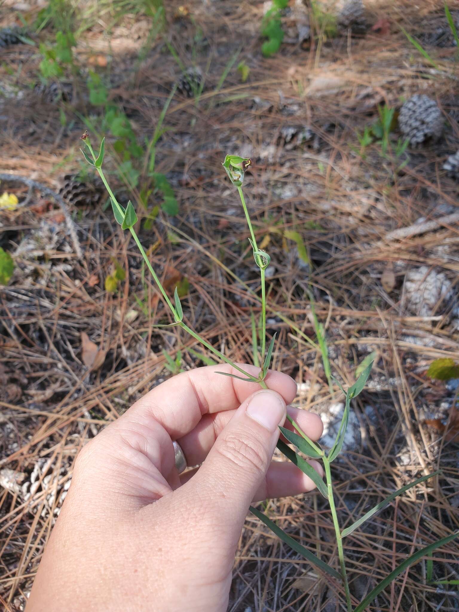 Euphorbia inundata var. garrettii E. L. Bridges & Orzell resmi