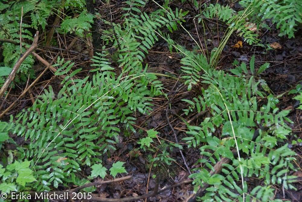 Слика од Osmunda spectabilis Willd.