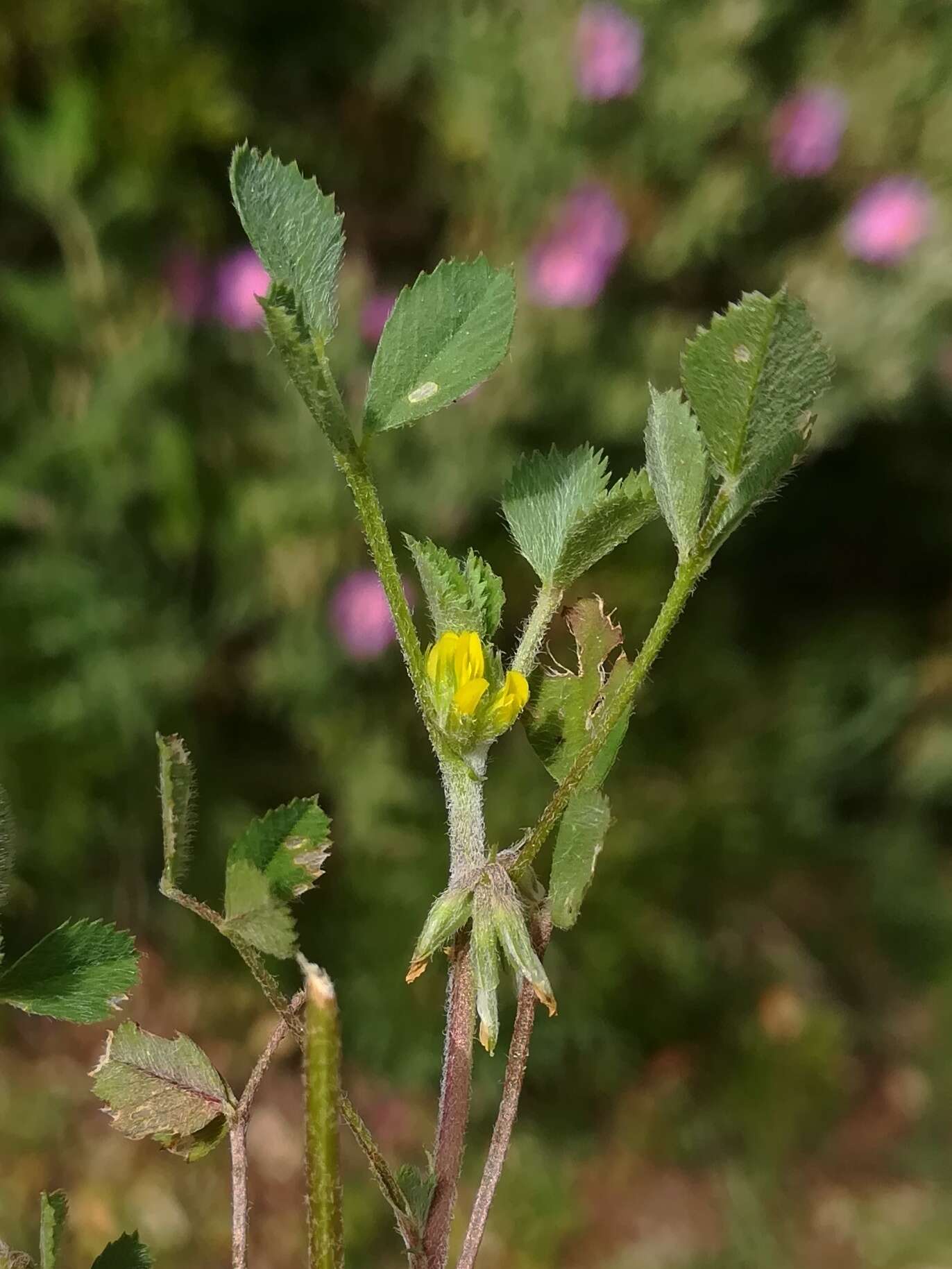 Image of hairy medick