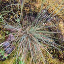 Plancia ëd Festuca idahoensis subsp. roemeri (Pavlick) S. G. Aiken