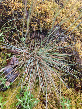 Plancia ëd Festuca idahoensis subsp. roemeri (Pavlick) S. G. Aiken