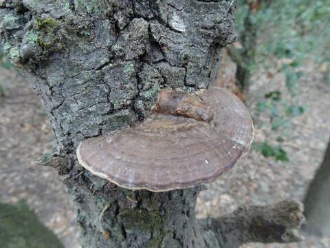 Image of Daedaleopsis nitida (Durieu & Mont.) Zmitr. & Malysheva 2013