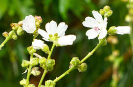 Sivun Sidalcea candida A. Gray kuva