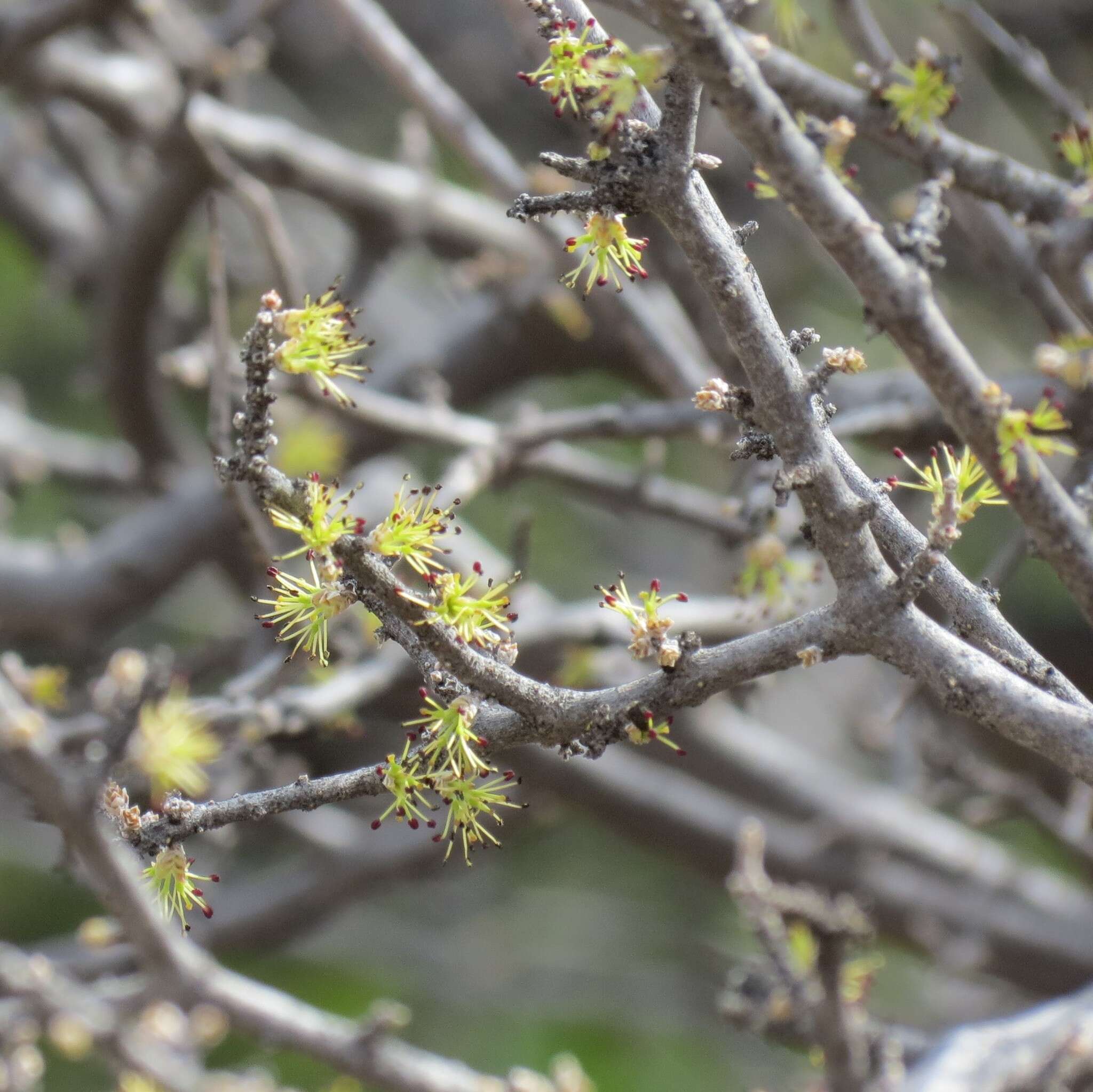 Image of desert olive