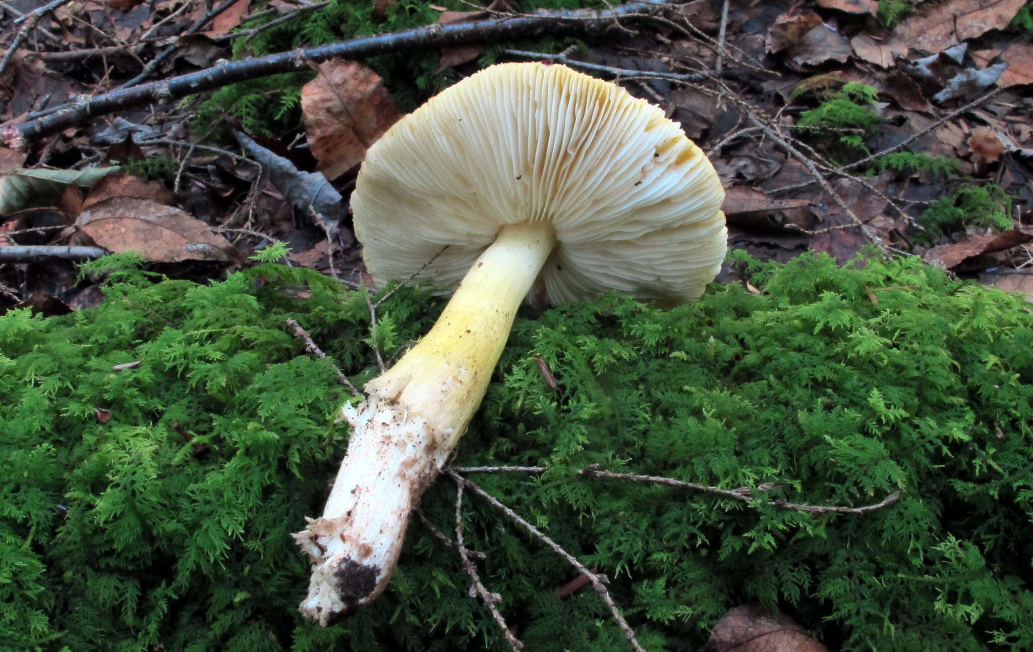 Image of Tricholoma subluteum Peck 1904