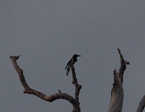 Image of Hooded Butcherbird