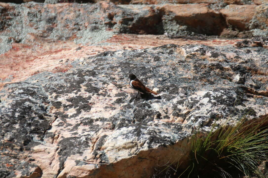 Image of Black-headed Canary