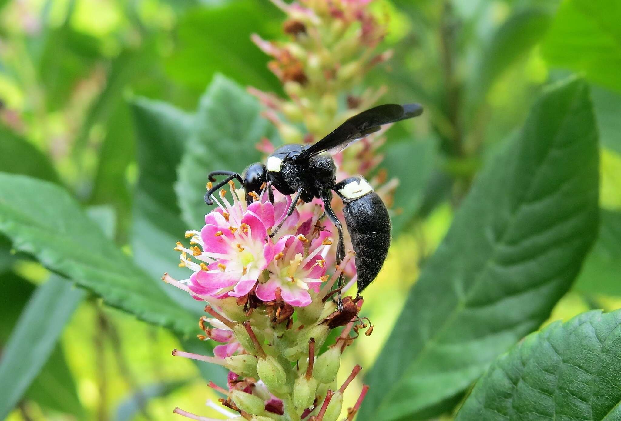 Image of Four-toothed Mason Wasp