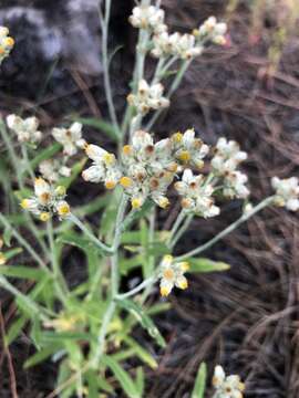 Image of Macoun's cudweed