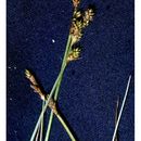 Image of Gray Bog Sedge