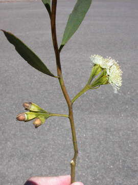 Image of Eucalyptus steedmanii C. A. Gardner