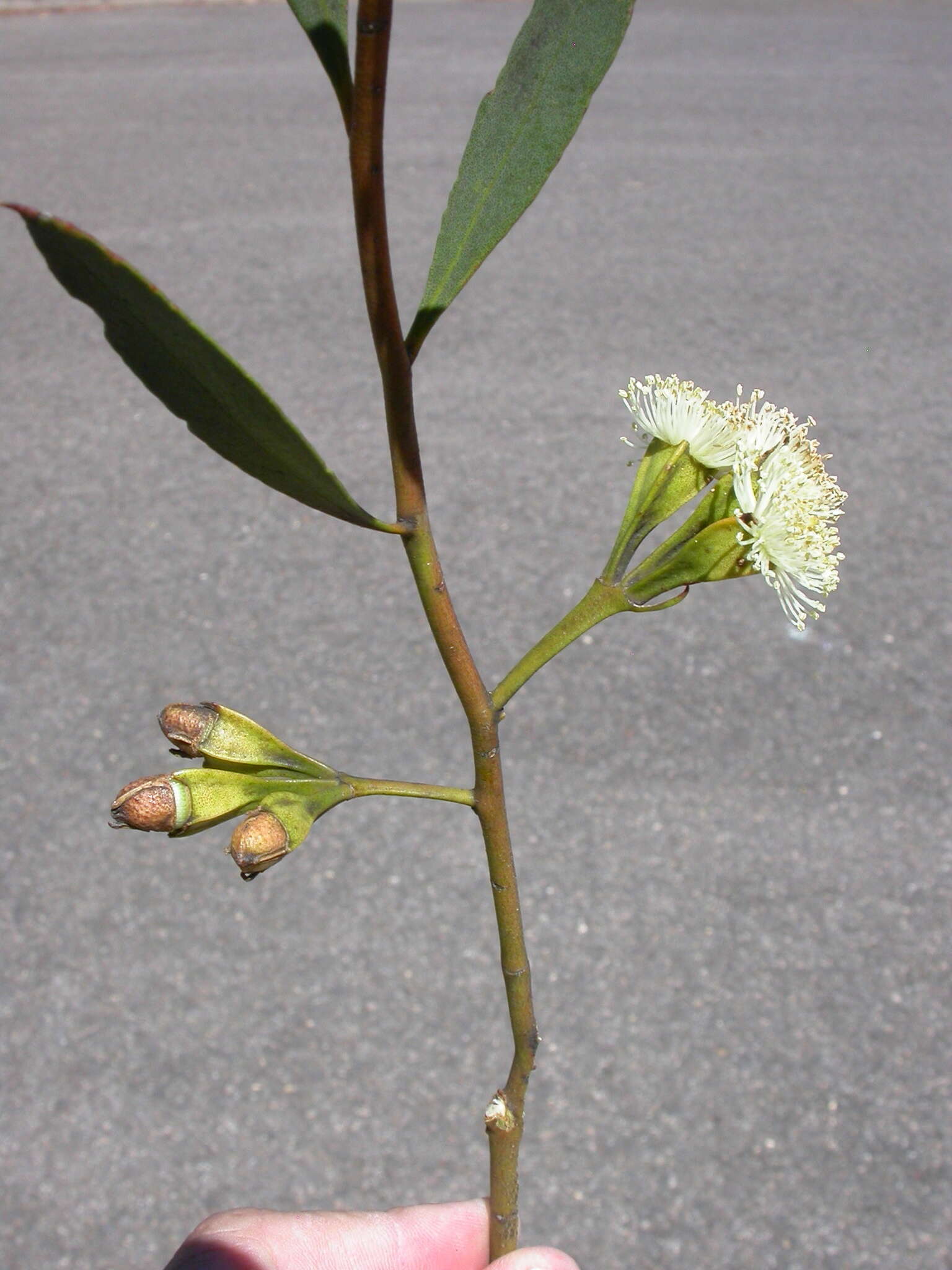 Image of Eucalyptus steedmanii C. A. Gardner