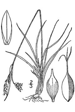 Image of <i>Carex capillaris</i> L.