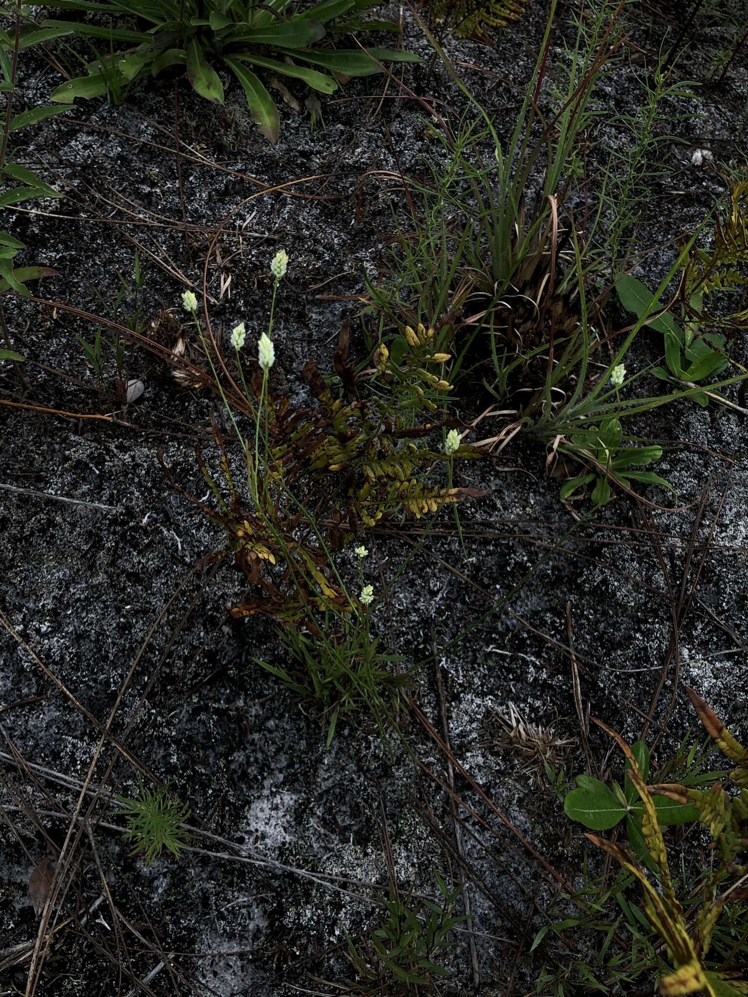 Image of Coastal-Plain Milkwort