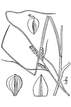 صورة <i>Carex caroliniana</i> Schwein.