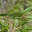 Imagem de Pseudocarpidium avicennioides (A. Rich.) Millsp.