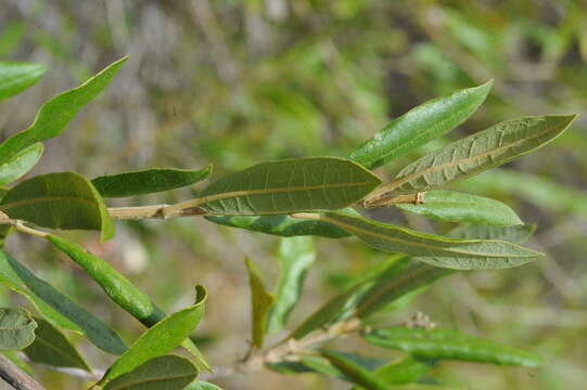 Imagem de Pseudocarpidium