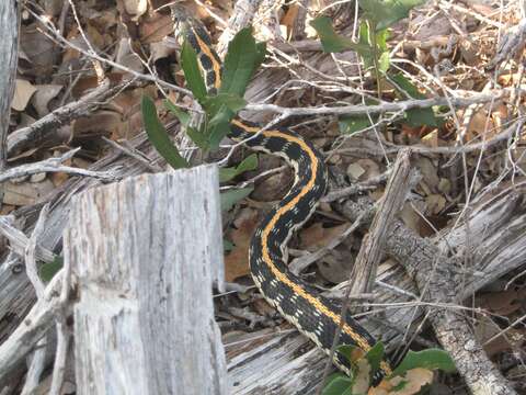 Thamnophis cyrtopsis ocellatus (Cope 1880)的圖片