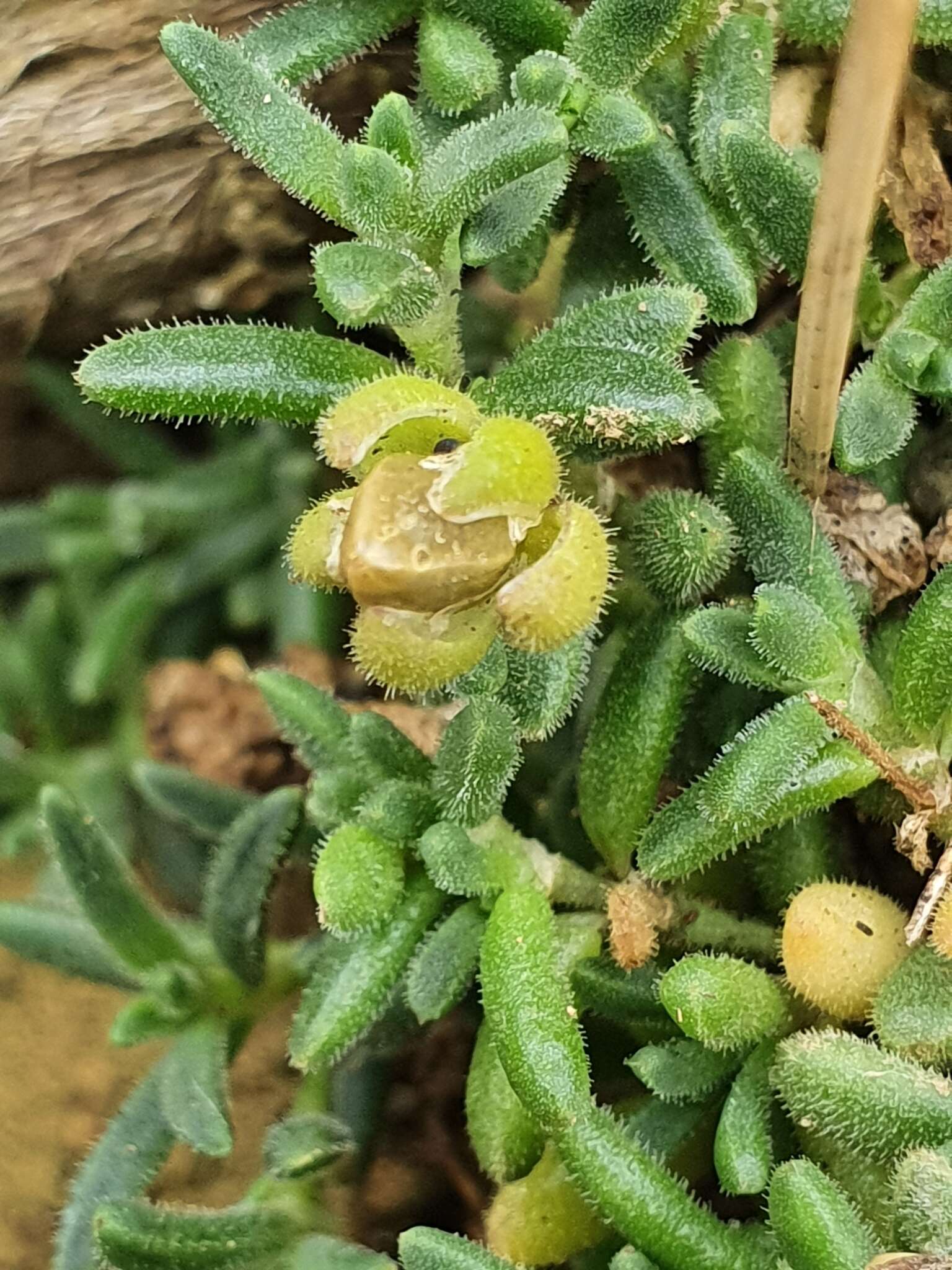 Image of Spergularia tasmanica (Kindb.) L. G. Adams