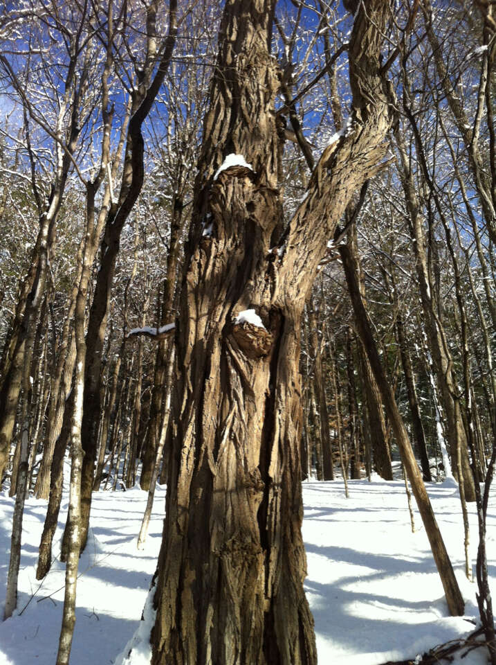 Image of black locust