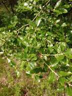 Sivun Quercus pubescens subsp. subpyrenaica (Villar) Rivas Mart. & C. Saenz kuva