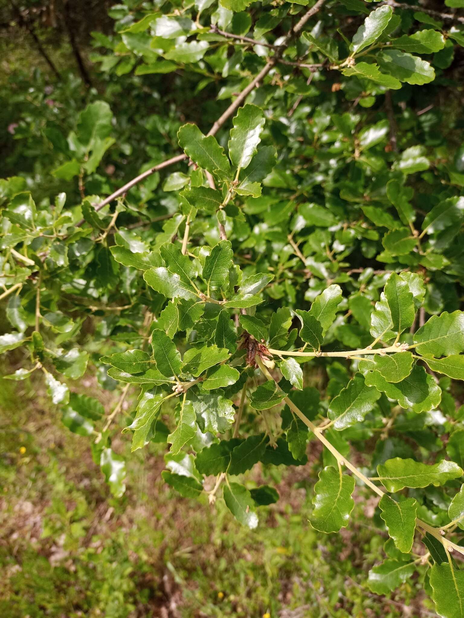 Image of Quercus pubescens subsp. subpyrenaica (Villar) Rivas Mart. & C. Saenz