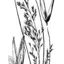 Image of Cain's reedgrass