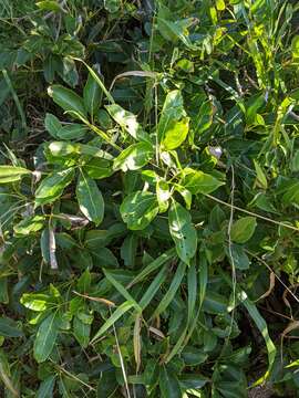 Image of Nothocissus sterculiifolia (F. Müll. ex Benth.) Latiff