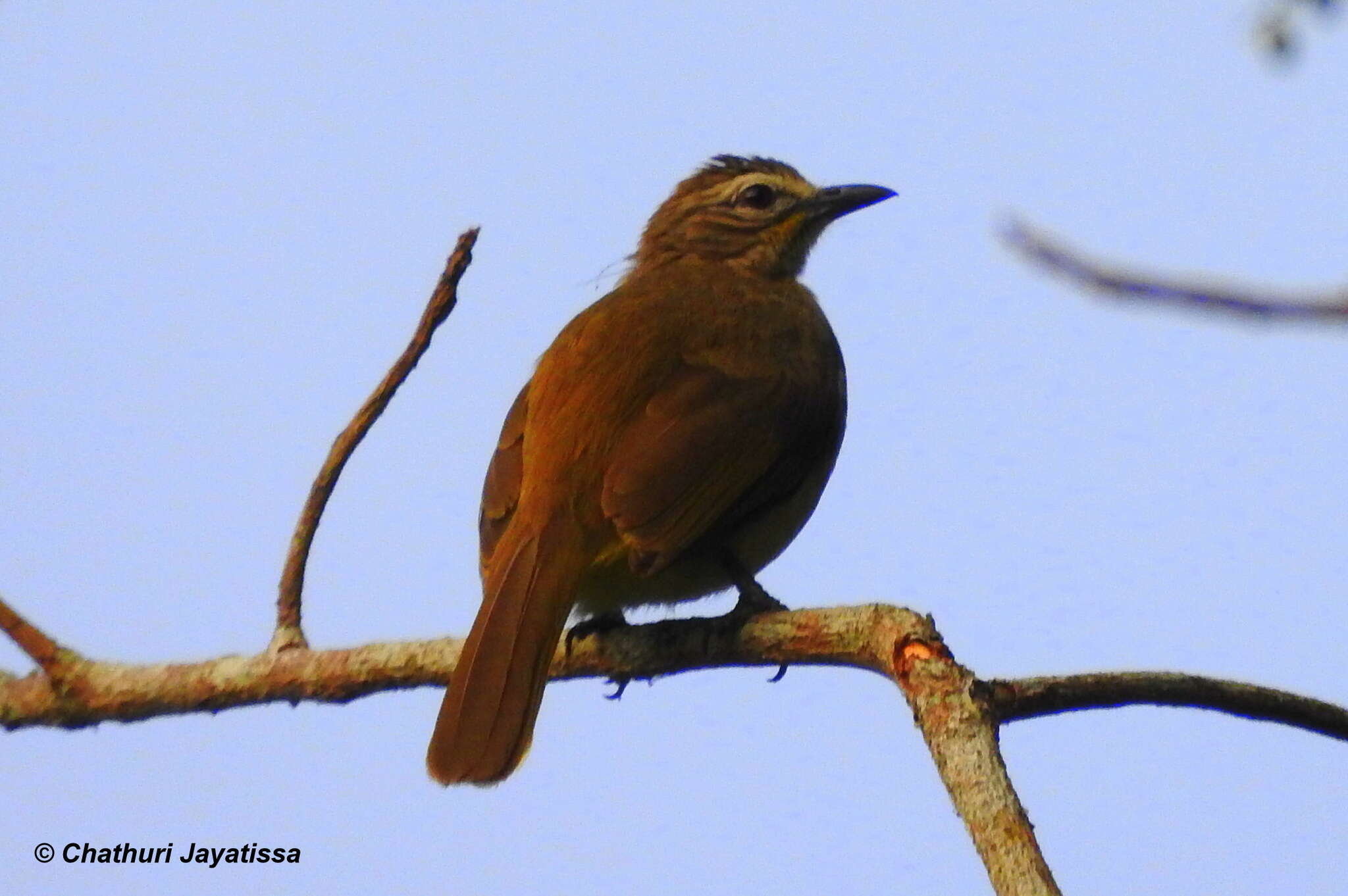 Image of White-browed Bulbul