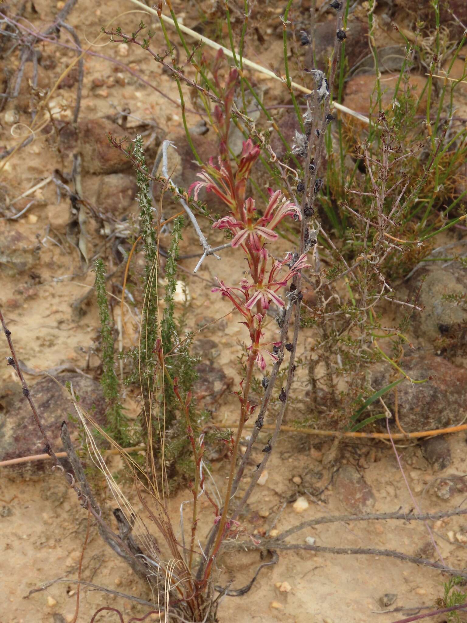 Image of Tritoniopsis elongata (L. Bolus) G. J. Lewis