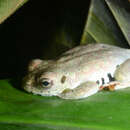 Image of Golden-eyed Reed Frog