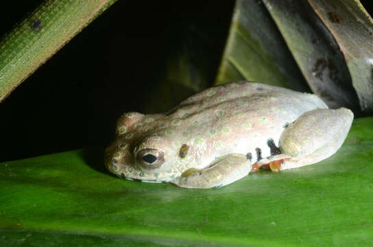 Image of Golden-eyed Reed Frog