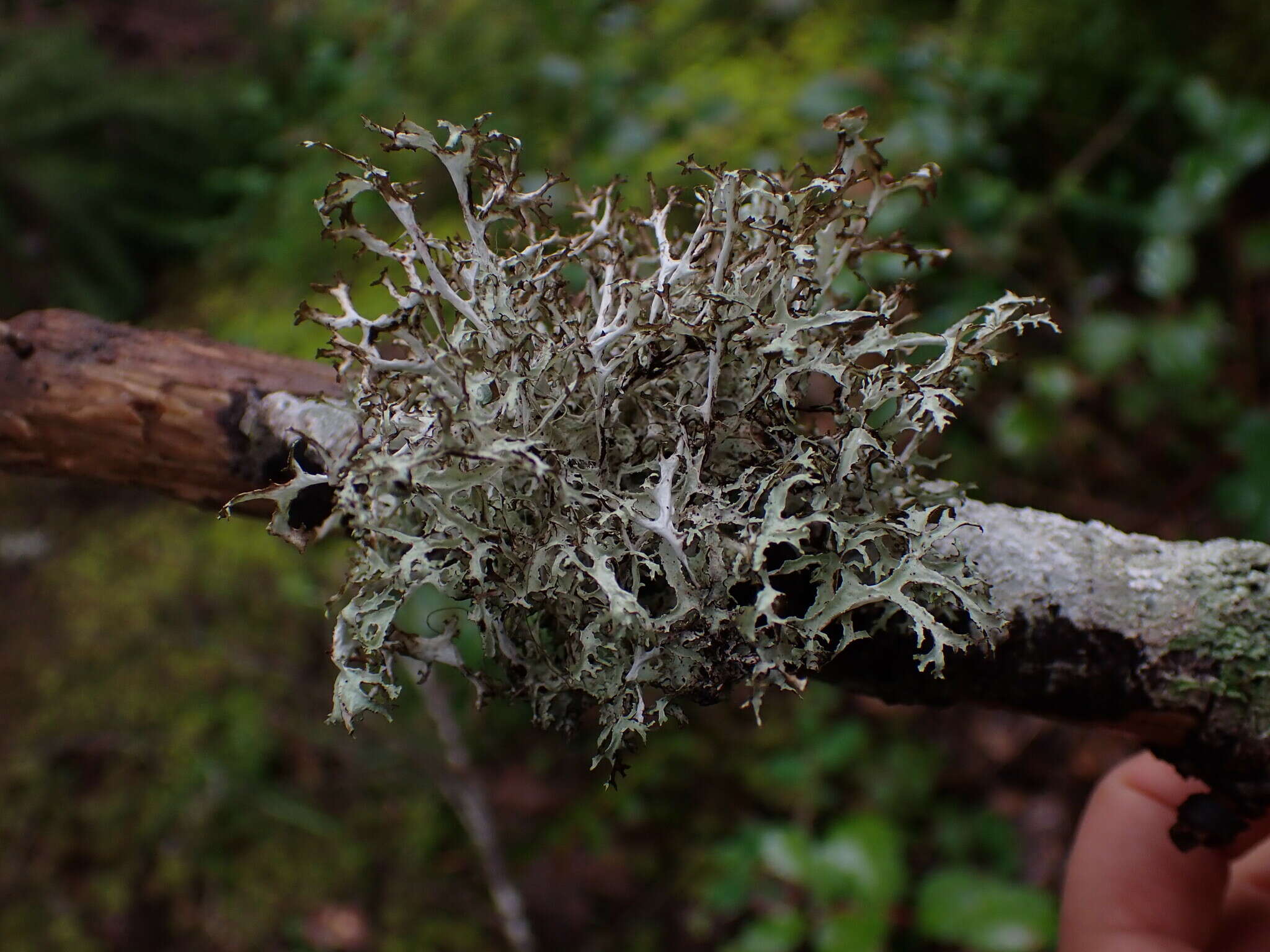 Image of ragged lichen